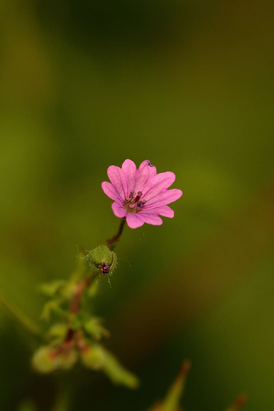 wildflowers, nature, flora, petals, flowering plant, freshness HD wallpaper