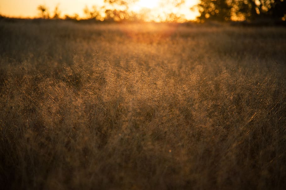 australia, bourke, grass, sunlight, outback, plant, land, sunset HD wallpaper