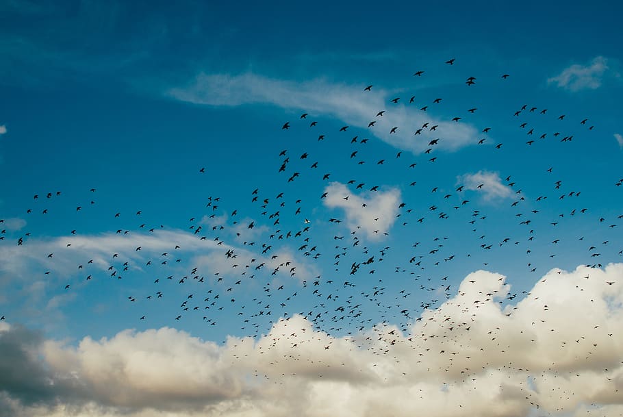 Birds in the sky, alert, anxiety, blue, clouds, crows, flight HD wallpaper