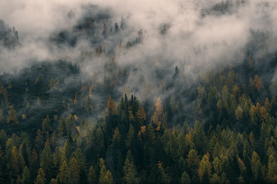 low, forest, rainforest, environment, nature, clouds, pine HD wallpaper