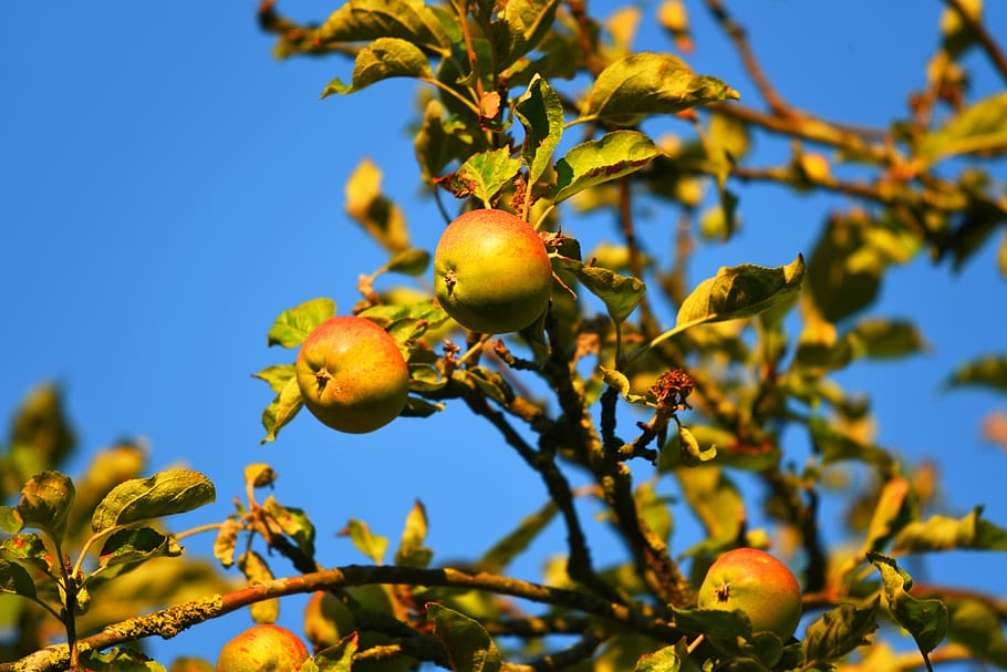 apple, apple tree, fruit, fresh, healthy, vitamin, nutrition HD wallpaper