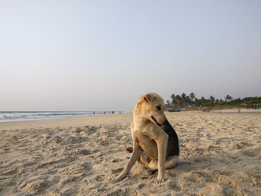 india, goa, one animal, land, beach, mammal, canine, dog, animal themes HD wallpaper