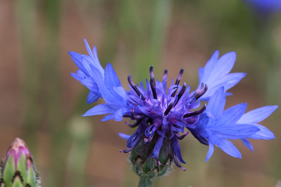 cornflower, garden, macro, blue, flowering plant, vulnerability HD wallpaper