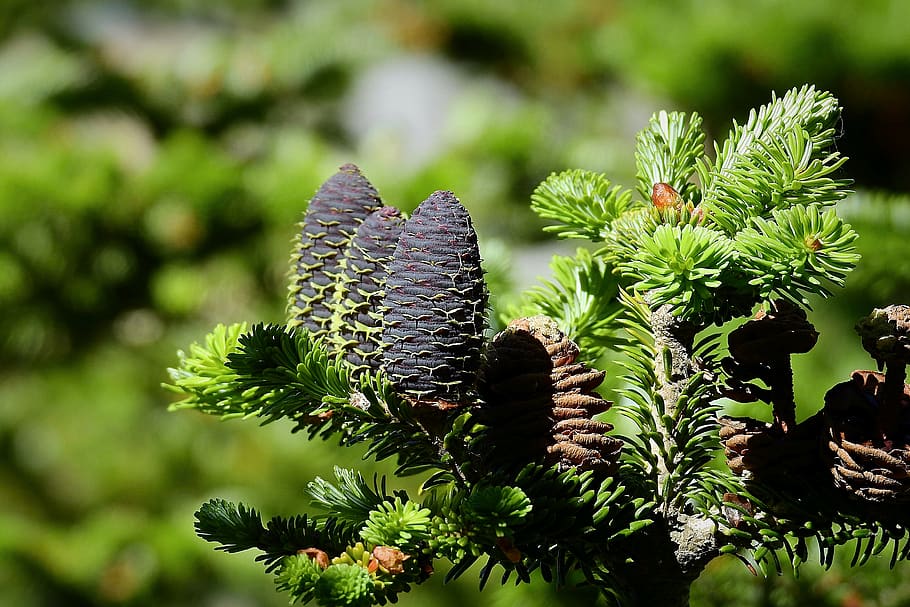 tree, branch, cones, plant, growth, nature, flower, green color HD wallpaper