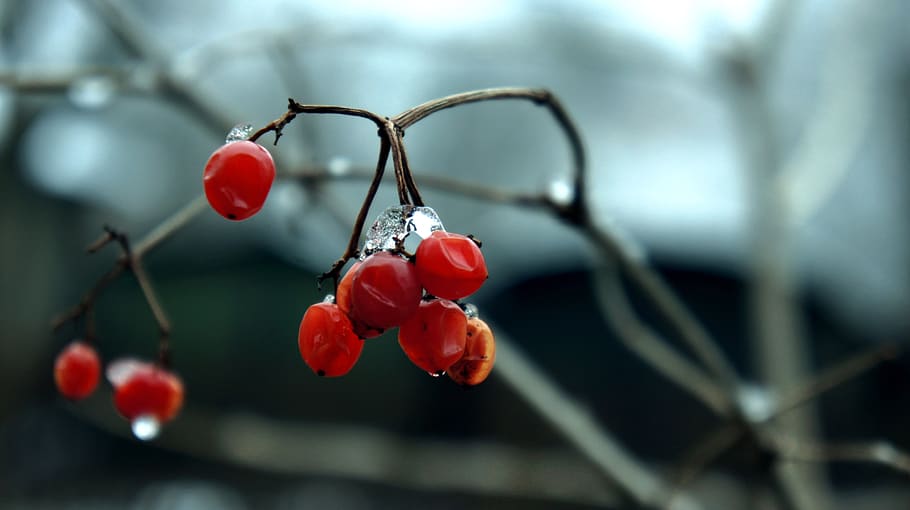 winter, red, snow, white, cold, nature, weather, drops, ice HD wallpaper