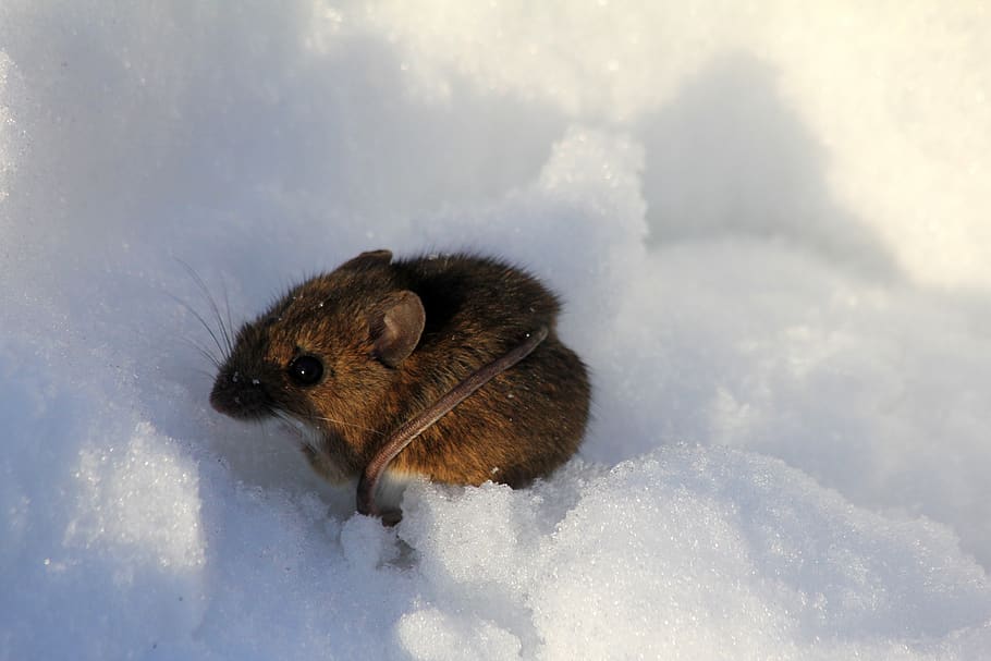 winter, mouse, snow, nature, wildlife, animal, mammal, rodent, HD wallpaper