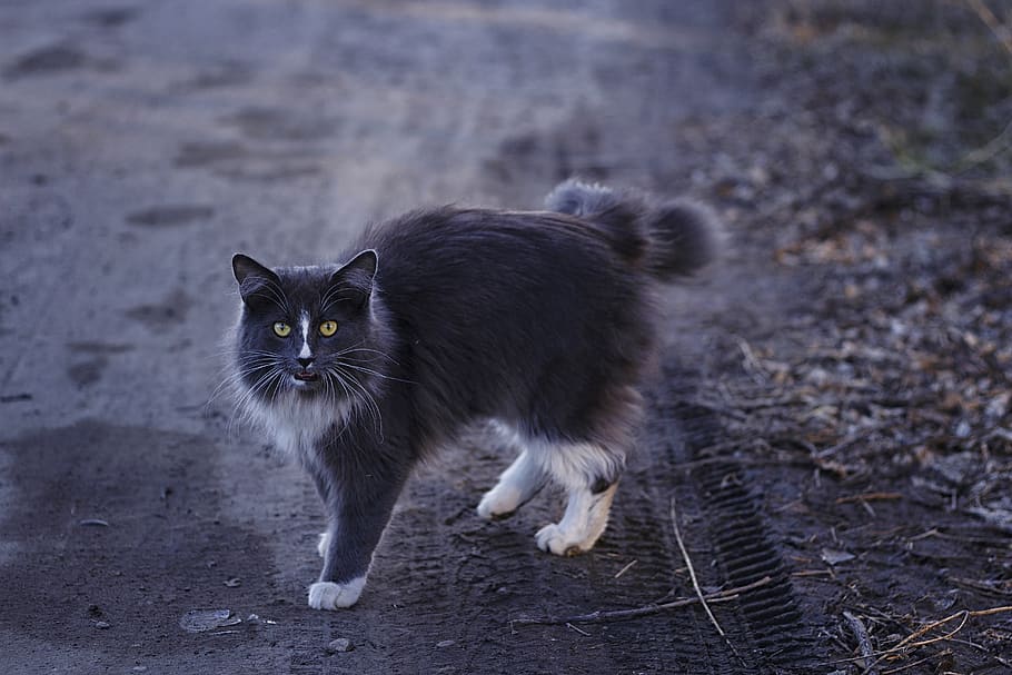 cat, street, tyre tracks, gravel, feline, mammal, pets, one animal, HD wallpaper