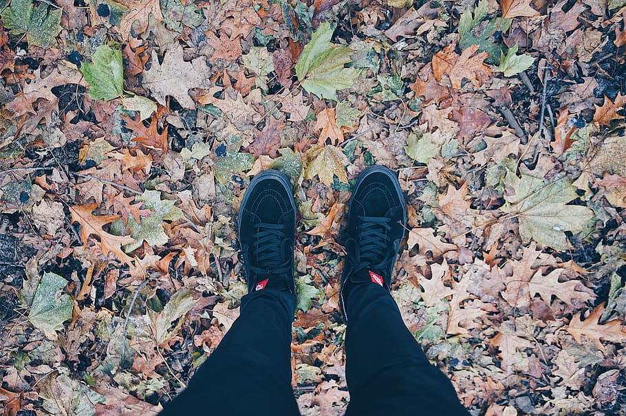 move, wild, skate, black, tree, outdoor, nature, walk, color HD wallpaper