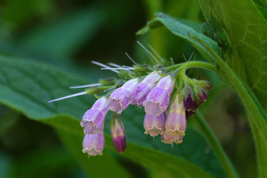 Comfrey is a perennial herb native to Europe. The plant grows to be about 2-3½ feet tall with beautiful, bell-shaped flowers and large leaves. Comfrey normally blooms throughout the summer, with the first flowers opening in late April or early May. Flowers come in blue, pink, purple, or white. Comfrey is not safe for internal use. However, comfrey is often used in skin care preparation due to the compound Allantoin present in the plant. Comfrey is also known by the names �knitbone,�� �slippery root,�� �bruisewort,�� and �blackwort.��, HD wallpaper