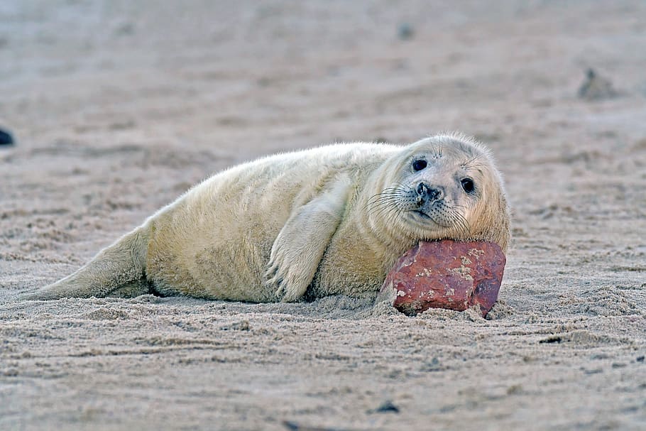 grey seal, seal baby, helgoland, robbe, animal themes, animal wildlife, HD wallpaper
