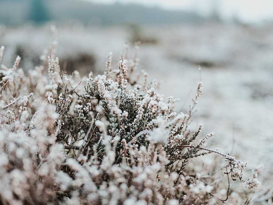 white-petaled flowers, cold temperature, winter, plant, snow HD wallpaper