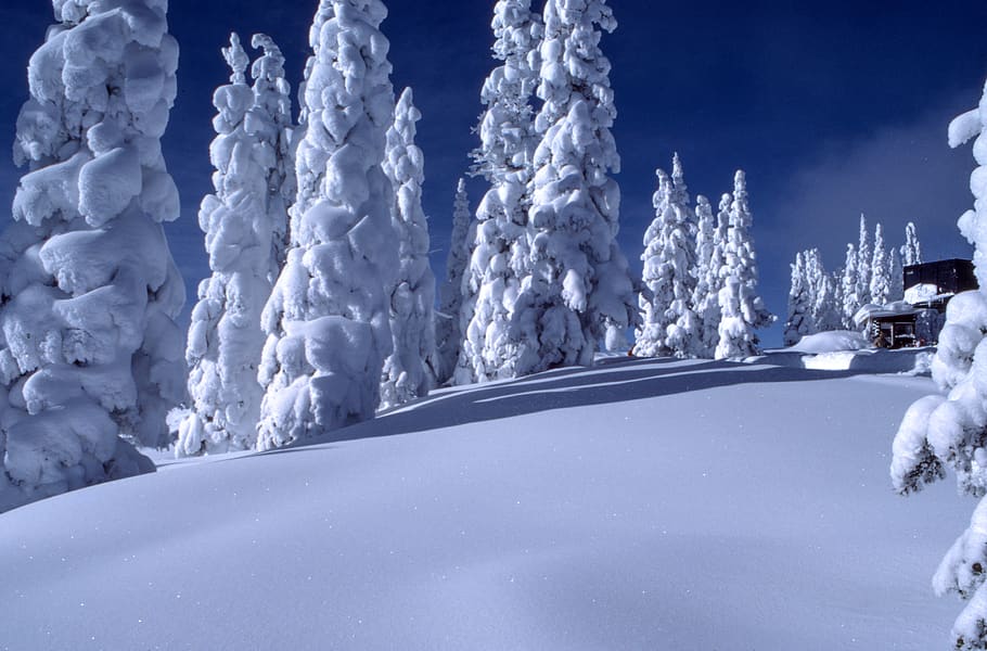 tree covered with snow, people, person, human, winter, solitude HD wallpaper