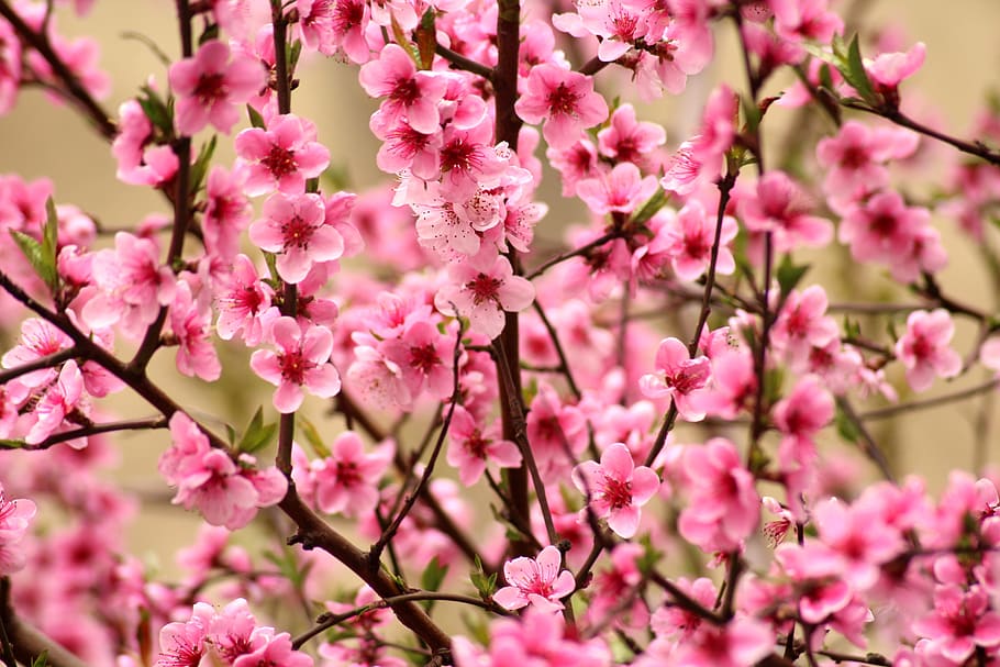 fruit tree, pink flowers, spring, april, flowering, figure HD wallpaper
