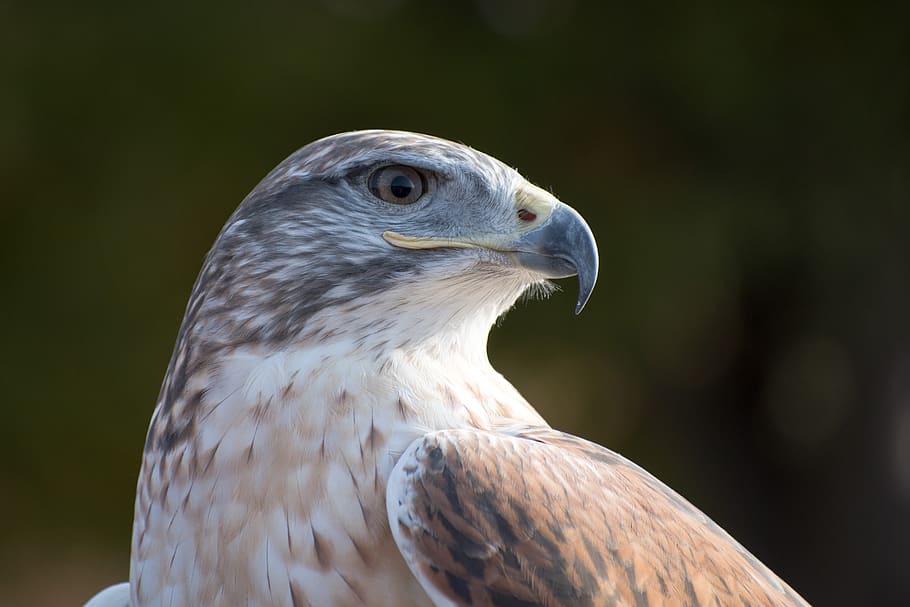 ferruginous hawk, falconry, raptor, wildlife, predator, hunter HD wallpaper