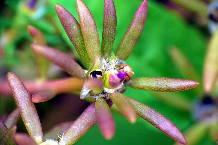 leaves, peduncle, circular, tiny flowers, nature, plant, close-up HD wallpaper