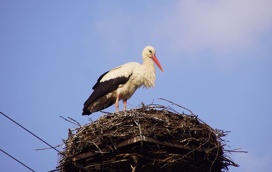 stork, spring, pta, bird, wing, socket, plumage, nature, storks HD wallpaper