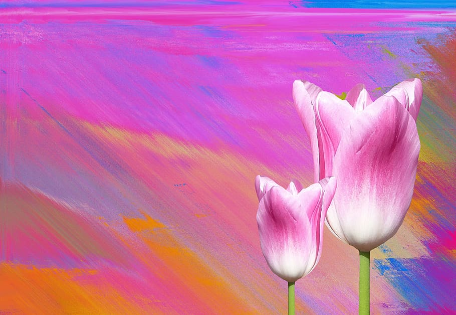 spring, tulips, nature, flower, flowers, pink, spring flower HD wallpaper