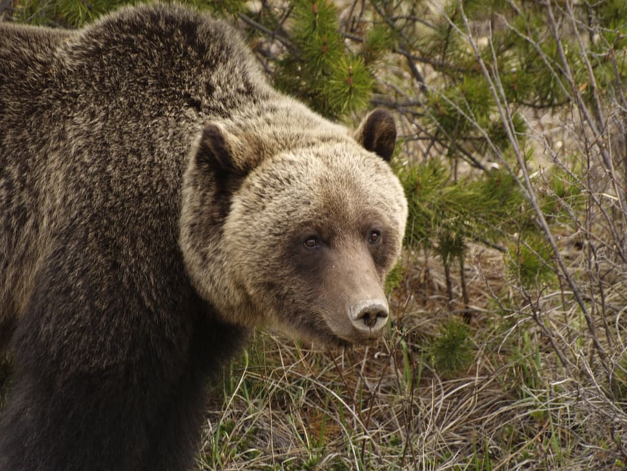 grizzly, wild, bear, predator, foraging, dangerous, animal wildlife HD wallpaper