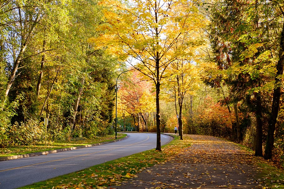 canada, burnaby, greystone drive, trees, trail, autumn, plant HD wallpaper