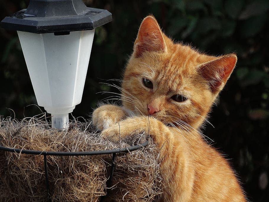 cat, rest, recreation, view, tomcat, tired of the, pet, kitten HD wallpaper