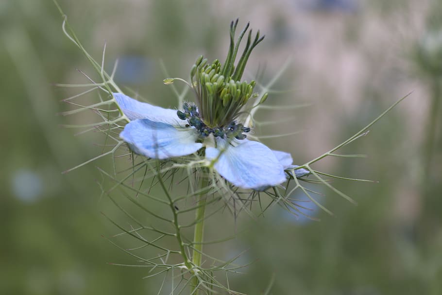 flower, blue, nature, bloom, macro, plant, summer, flora, spring HD wallpaper