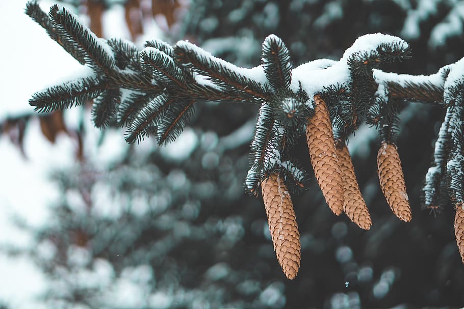 snow covered pine tree branch, plant, conifer, swiss, abies, fir HD wallpaper