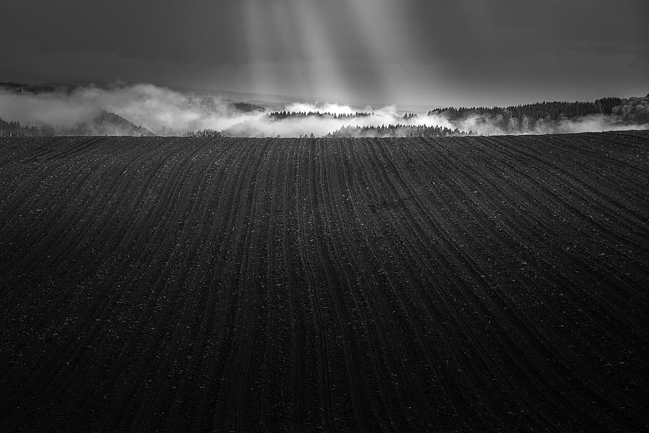 field, crop, agriculture, rows, horizon, fog, clouds, bandw HD wallpaper