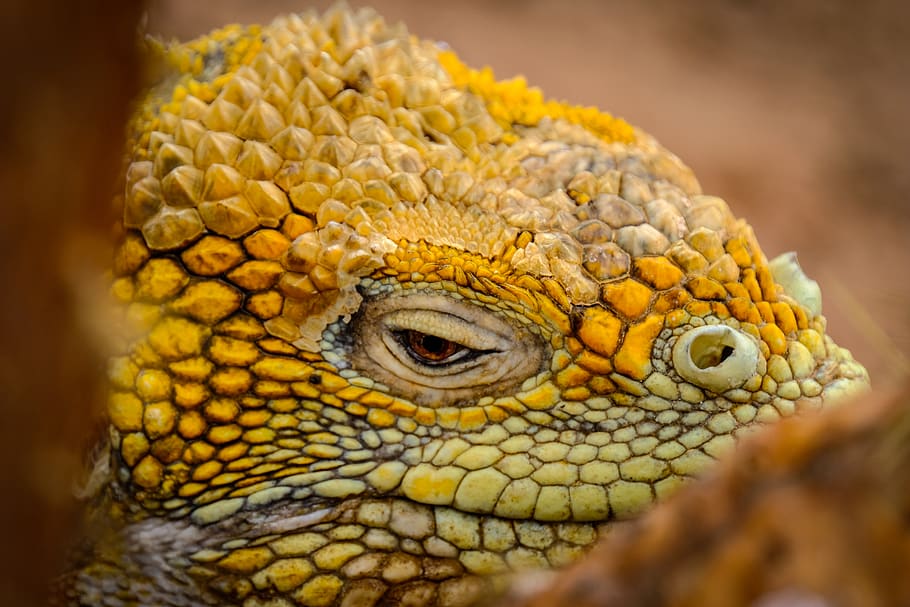 reptile, animal, lizard, iguana, snake, gecko, green lizard, HD wallpaper