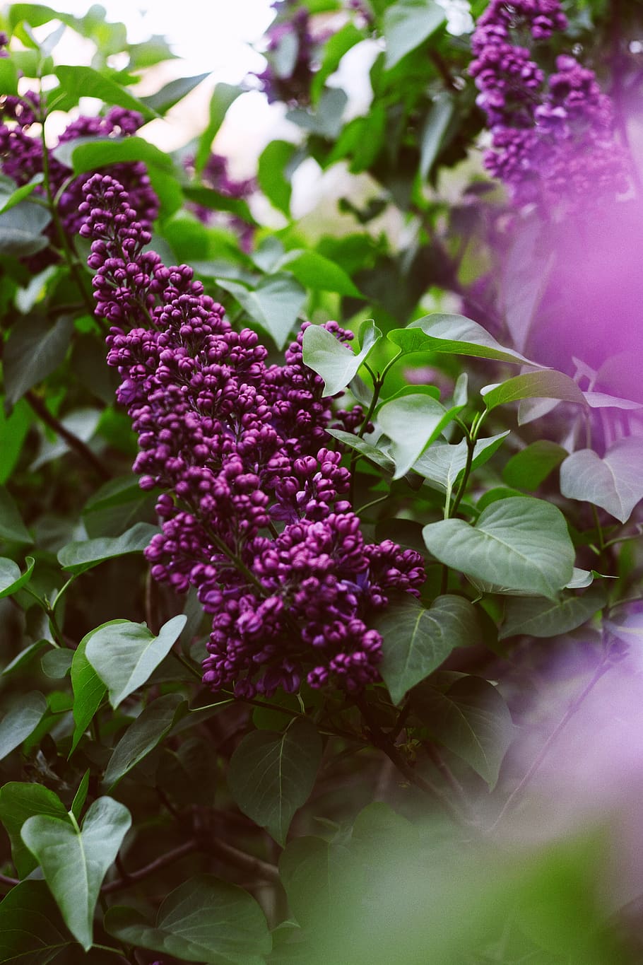 lavender flower, flowering plant, freshness, beauty in nature HD wallpaper