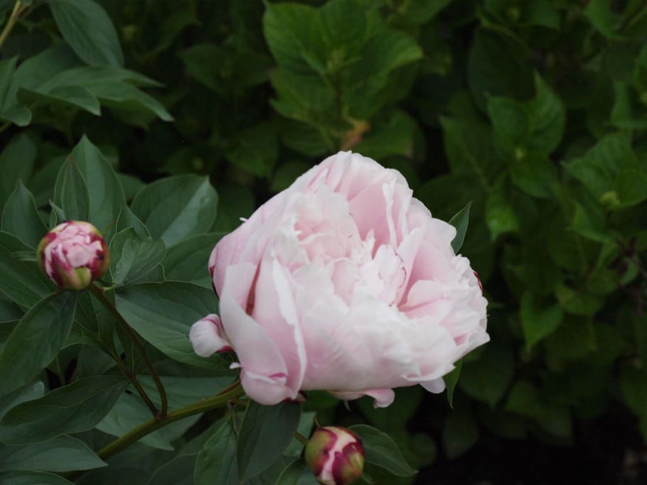 flower, rose, blossom, bloom, floribunda, pink, garden, plant HD wallpaper