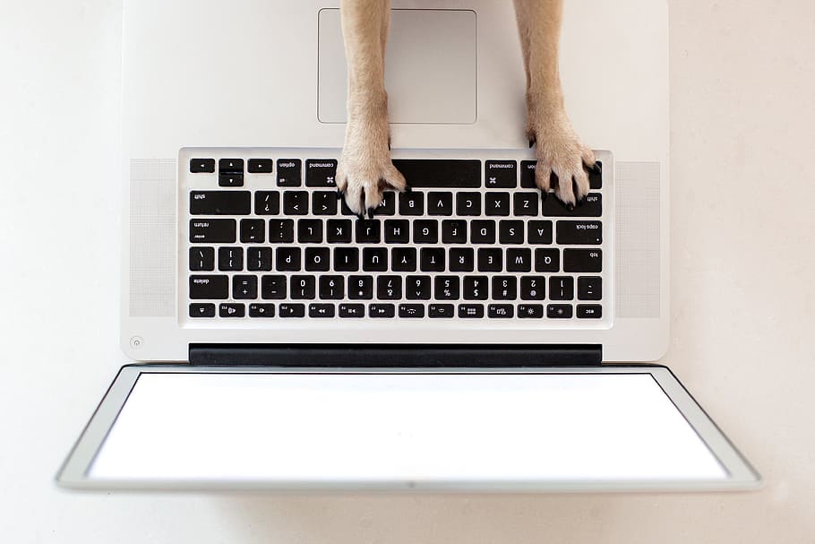 Business Dog Paws On Keyboard Photo, Laptop, Office, Dogs, Computer, HD wallpaper