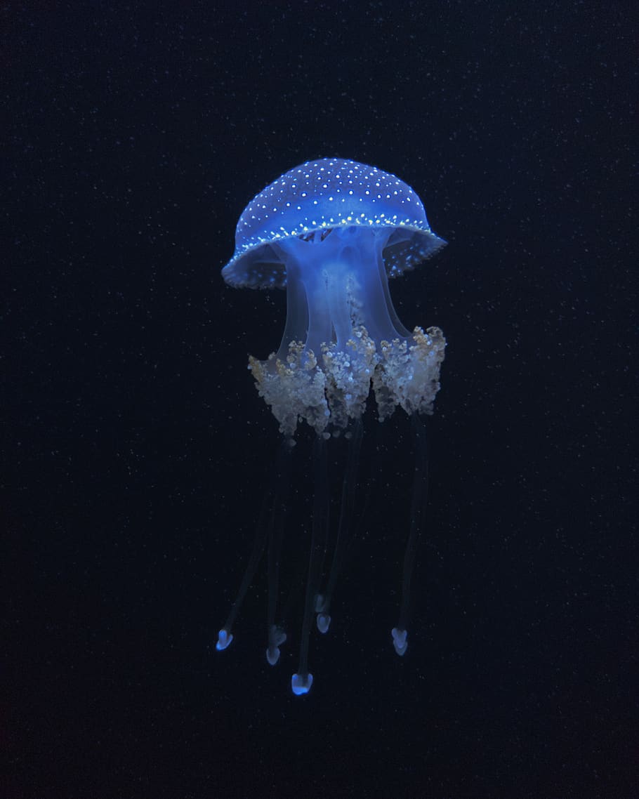 blue and white jelly fish, animal themes, animal wildlife, animals in the wild HD wallpaper