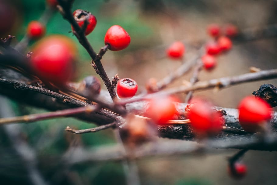 macro, bokeh, berry, winter, red, nature, fruit, healthy eating HD wallpaper