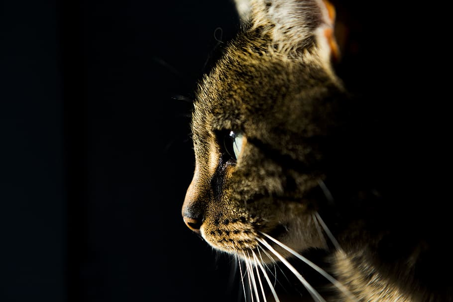 brown cat, one animal, animal themes, mammal, black background HD wallpaper