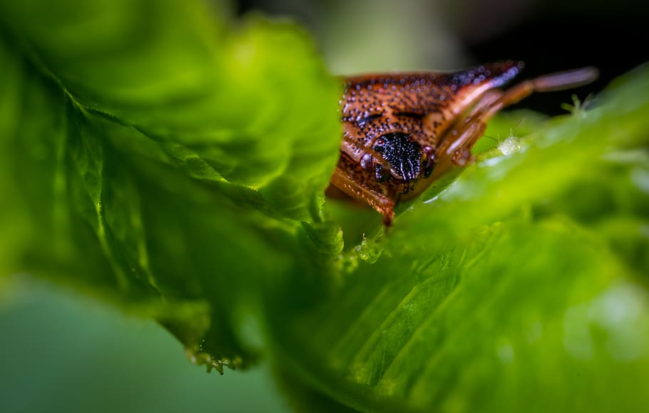 Macro Photo of Brown Triangular Head Spider on Green Leaf Plant HD wallpaper
