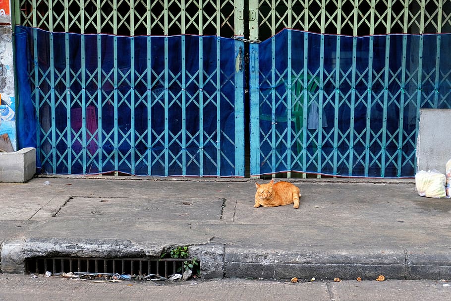 thailand, bangkok, nap, city, street cat, fat cat, market, sleepy cat, HD wallpaper