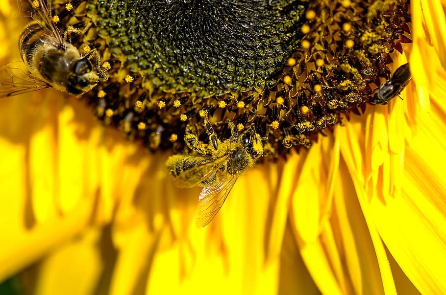 bee, pollination, nectar, pollen, close up, insect, nature HD wallpaper