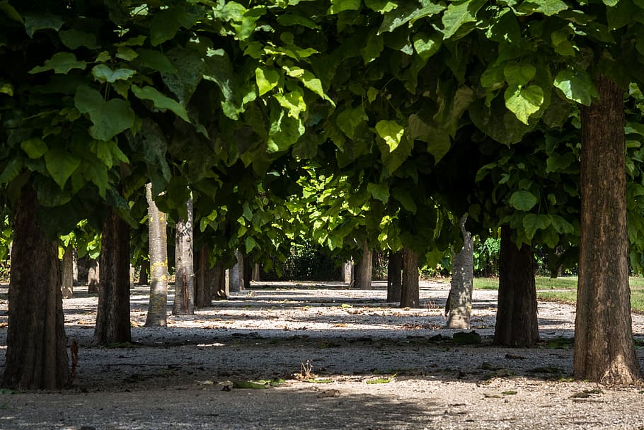 avenue, trees, away, symmetry, harmony, tree lined avenue, trail HD wallpaper