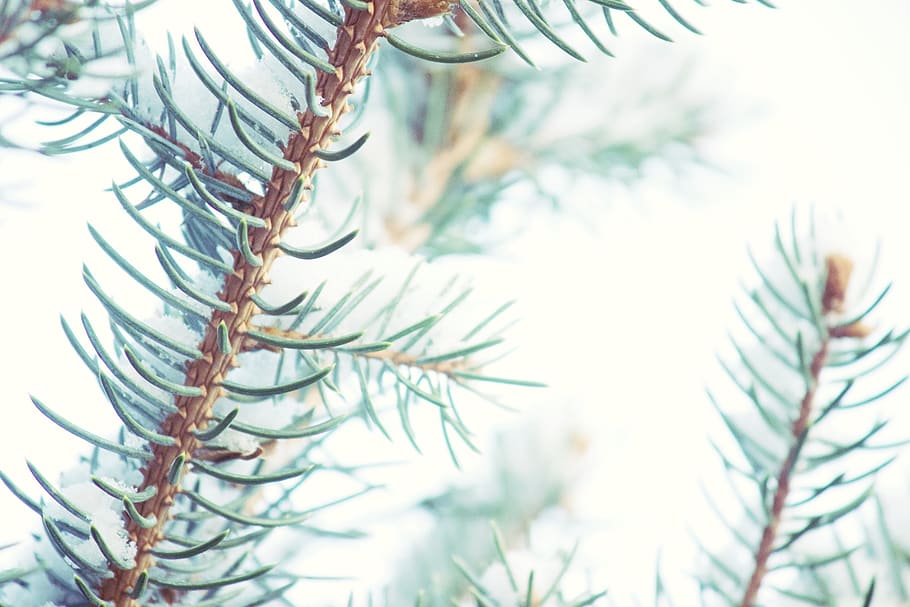 nature, trees, pine, winter, snow, cold, christmas, green, white HD wallpaper