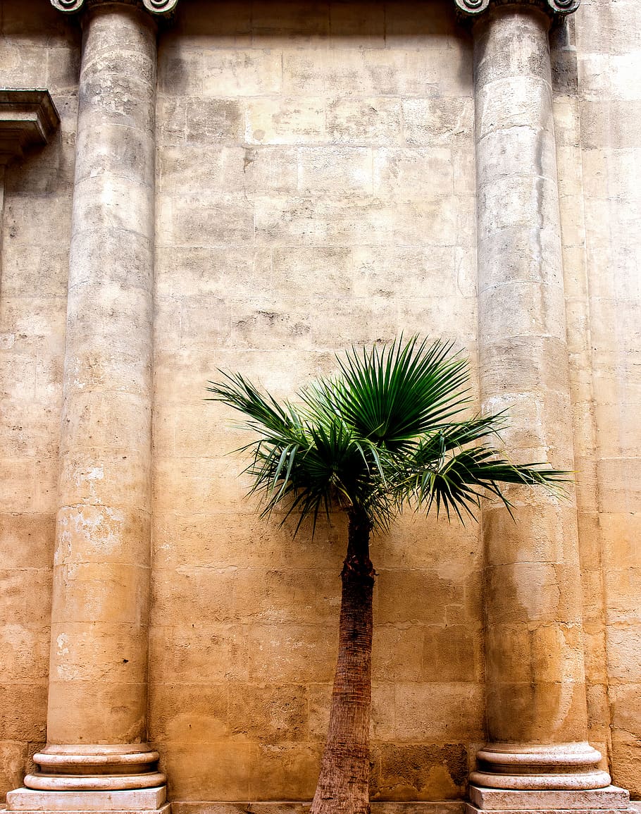 green palm tree, plant, wall, marseille, arecaceae, france, handrail HD wallpaper