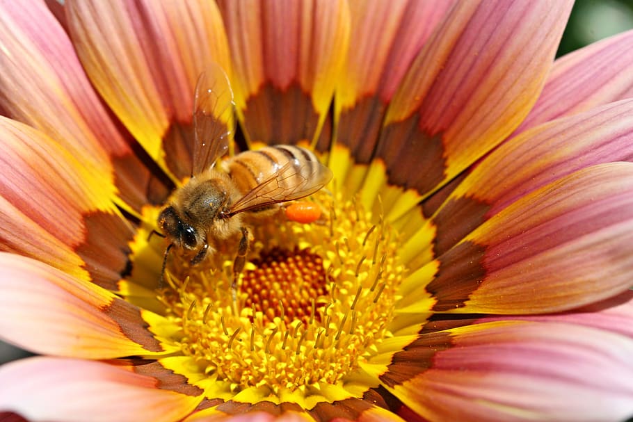 bee, yellow, flower, macro, color, colorful, pollen, sunny HD wallpaper