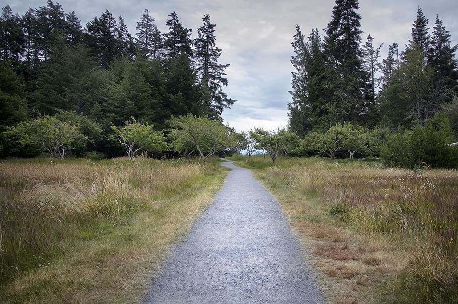 canada, sooke, trees, path, trail, nature, plant, the way forward HD wallpaper