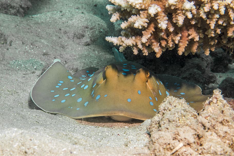 blue spotted stingrays, coral, egypt, underwater, fish, sea animal HD wallpaper