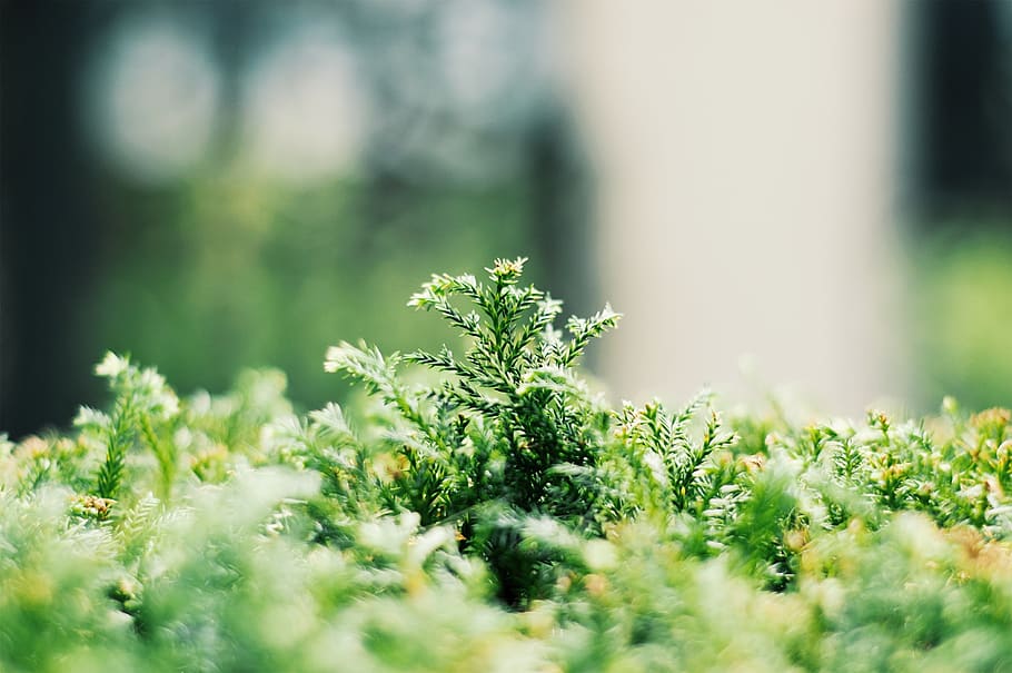 green, plants, environment, summer, spring, natural, leaf, growth HD wallpaper