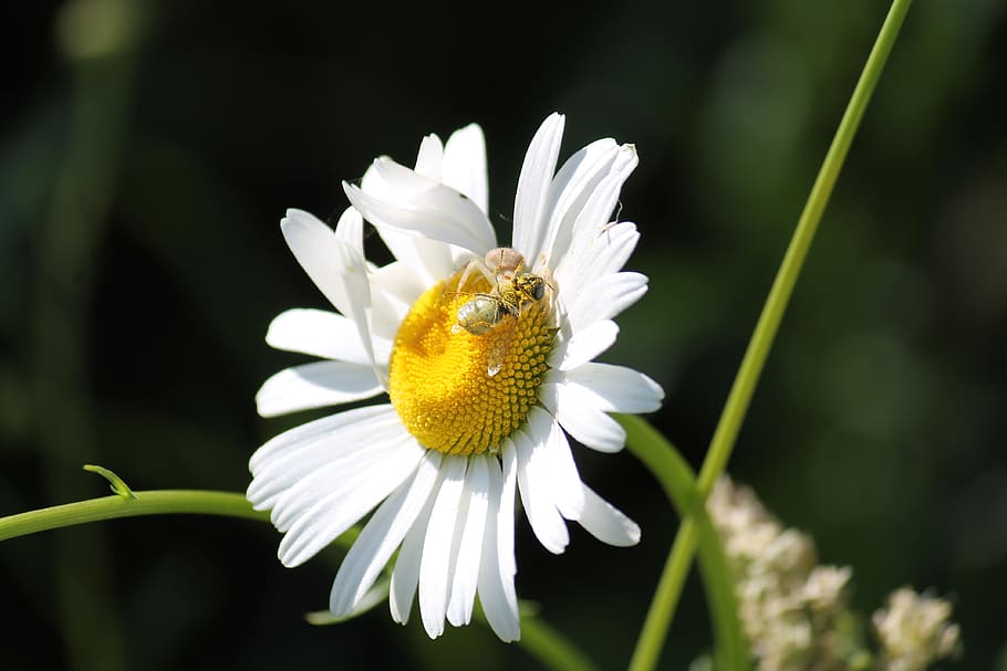 bee, insect, flower, daisy, spider, flowering plant, beauty in nature HD wallpaper