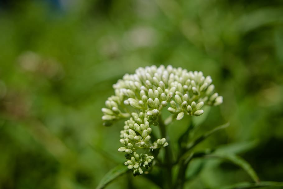 White Petaled Flower, blooming, blurred background, bright, colors HD wallpaper