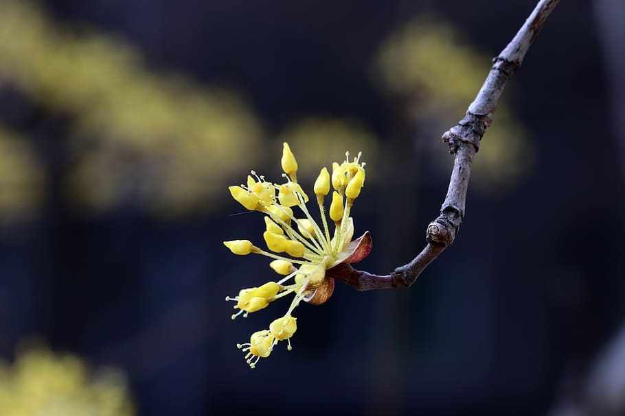 spring, spring flowers, nature, plants, beautiful, wood, garden HD wallpaper
