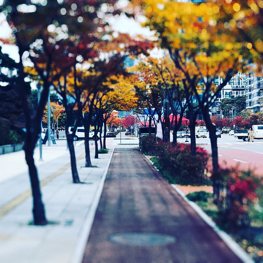 south korea, songdo-dong, tree, plant, autumn, the way forward, HD wallpaper