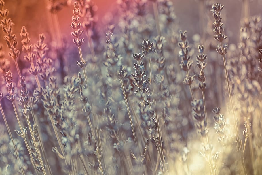 sun, lavender, flare, bloom, blossom, countryside, herb, landscape HD wallpaper