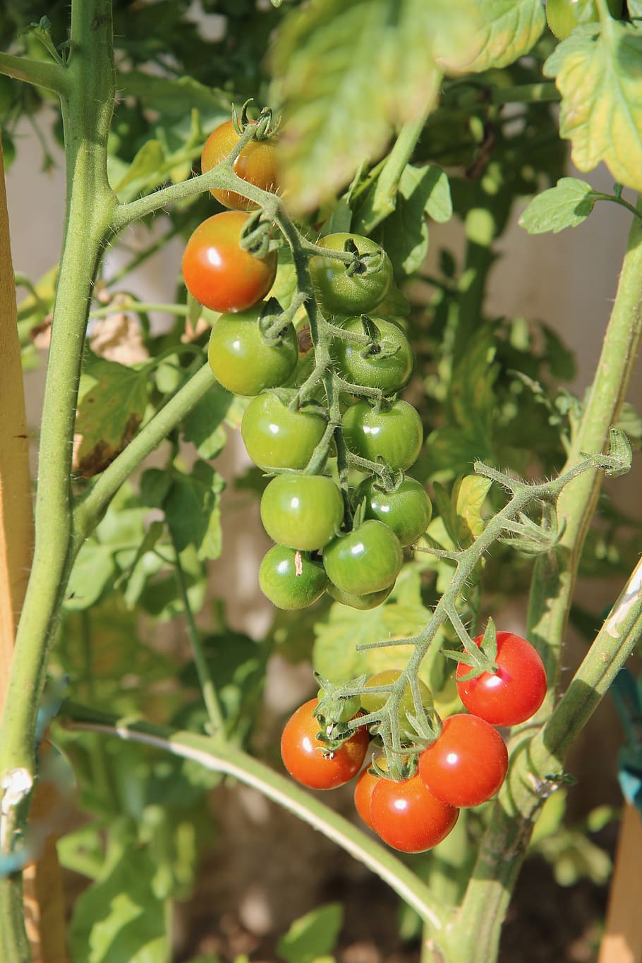 tomatoes, cherry tomatoes, fruit, red fruit, vegetables, harvest HD wallpaper